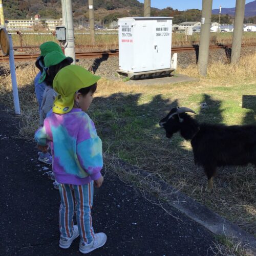 メェーメェーヤギさん♪