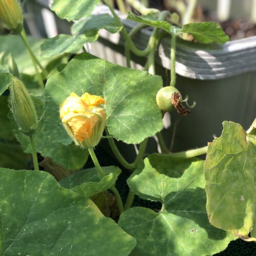 野菜🍆🍅🫑🥕