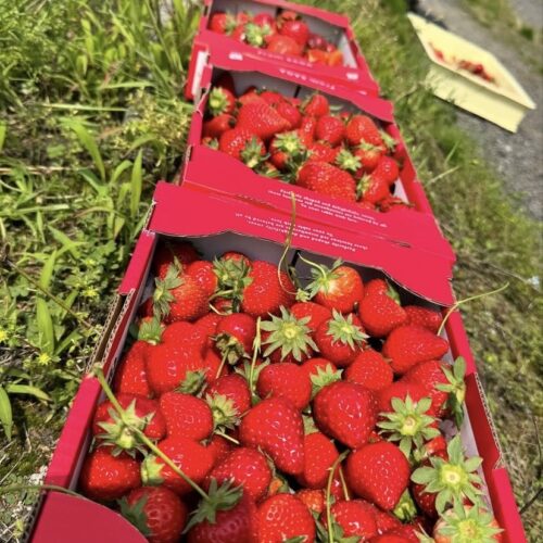 ５月　いちご狩り