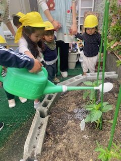 さがのゆめ第2保育園のミニ畑☆